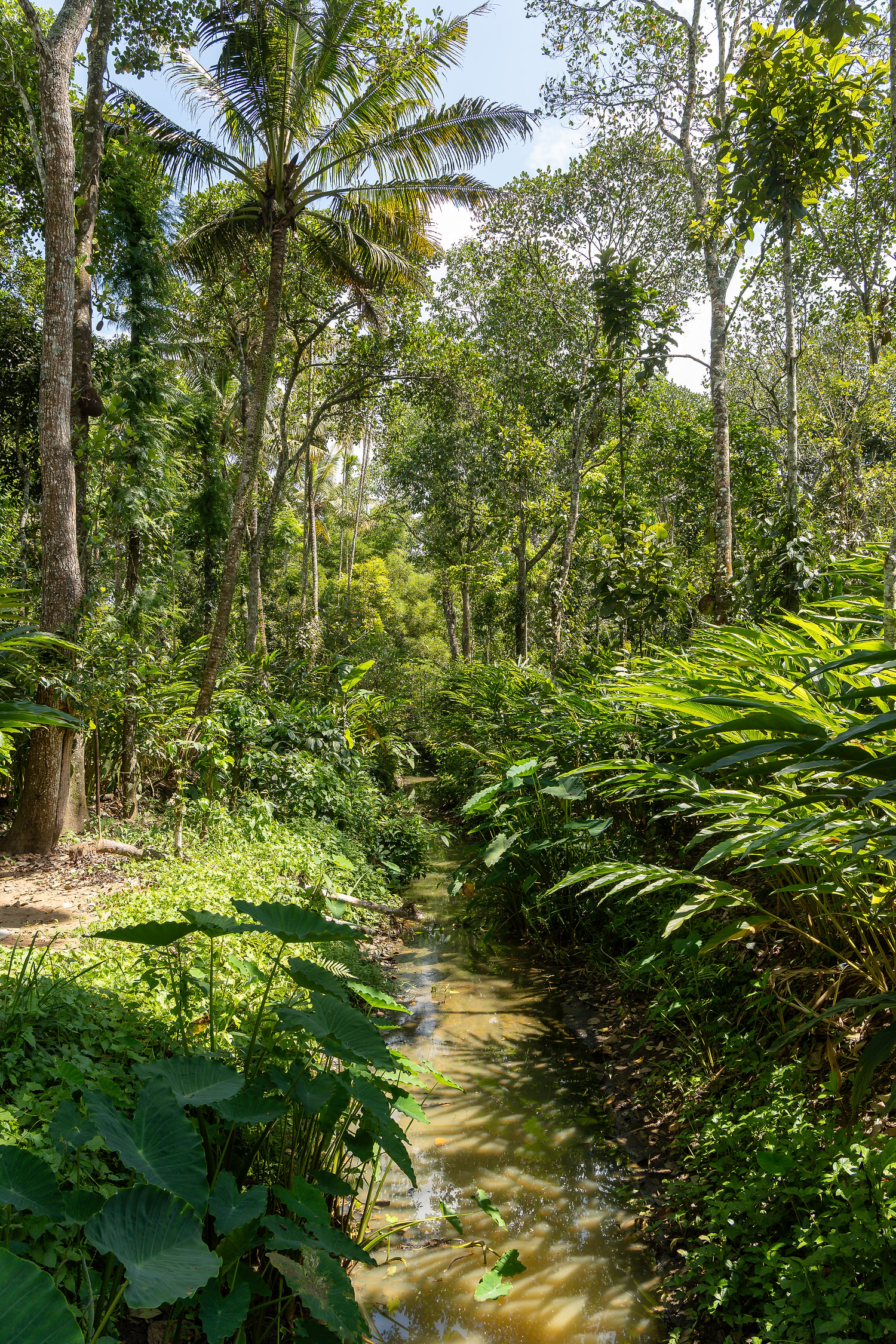 A spice plantation, where the supply chain begins